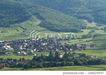 alsacian vineyard alsacian vineyard 136624437