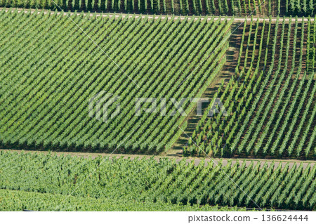 alsacian vineyard alsacian vineyard 136624444
