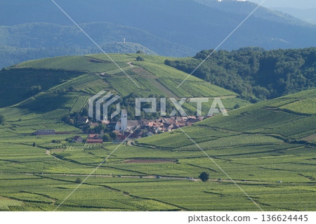 alsacian vineyard alsacian vineyard 136624445
