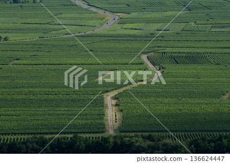 alsacian vineyard 136624447