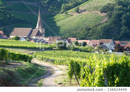 alsacian vineyard 136624449