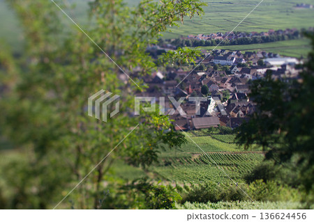 alsacian vineyard 136624456