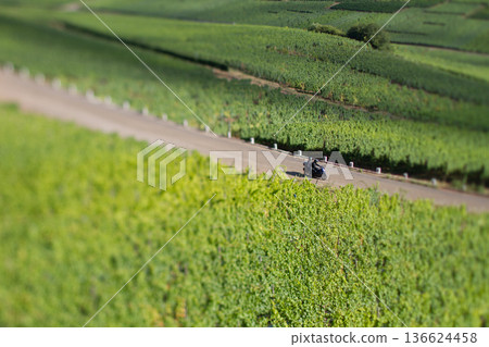 alsacian vineyard 136624458