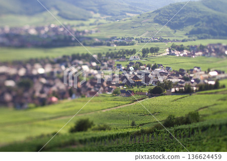 alsacian vineyard 136624459