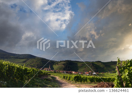 alsacian vineyard 136624461