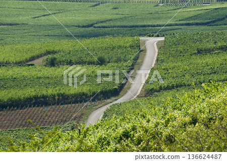 alsacian vineyard 136624487