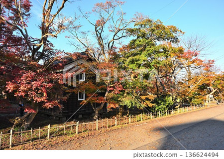 越志紅葉庭園的紅葉(新潟縣長岡市) 越志紅葉庭園的紅葉(新潟縣長岡市) 136624494