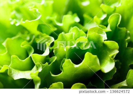 Curly salad greens with fresh lettuce leaves Curly salad greens with fresh lettuce leaves 136624572