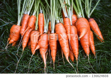 Freshly harvested carrots arranged outdoors on grass Freshly harvested carrots arranged outdoors on grass 136624608