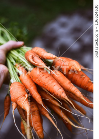 Male hands holding freshly harvested carrots 136624630