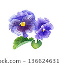 Watercolor illustration of blue-purple pansies Spring flower seedlings 136624631