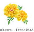 Watercolor illustration of yellow marigolds - spring flower seedlings 136624632