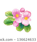 Pink begonia watercolor illustration Spring flower seedlings 136624633