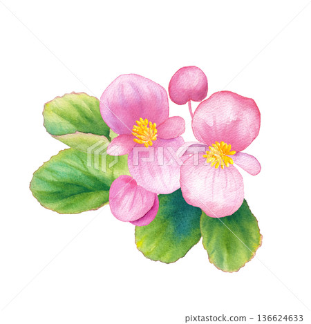 Pink begonia watercolor illustration Spring flower seedlings 136624633