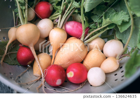 Mixed radish roots with fresh leaves in metal strainer Mixed radish roots with fresh leaves in metal strainer 136624635