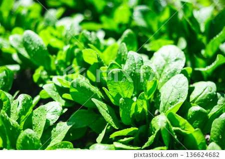 Tender spinach foliage in home garden Tender spinach foliage in home garden 136624682