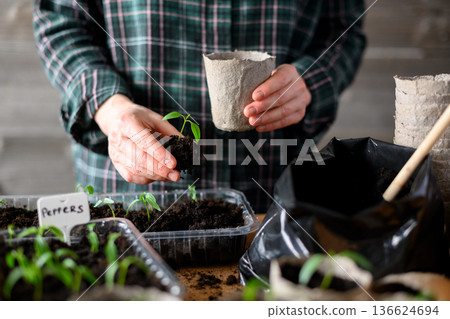 Woman planting pepper seedling into soil filled peat container Woman planting pepper seedling into soil filled peat container 136624694