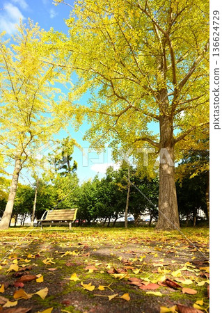 秋高氣爽的日子裡，島見綠地公園和銀杏樹（新潟縣新潟市） 136624729