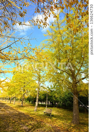 秋高氣爽的日子裡，島見綠地公園和銀杏樹（新潟縣新潟市） 136624730