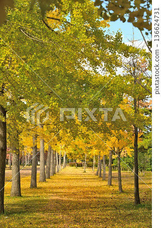秋高氣爽的日子裡，島見綠地公園和銀杏樹（新潟縣新潟市） 136624731