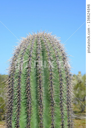 Closeup Old Saguaro Cactus Sonora desert Arizona Closeup Old Saguaro Cactus Sonora desert Arizona 136624846