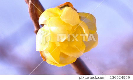 Waiting for Spring Waiting for Spring 136624969