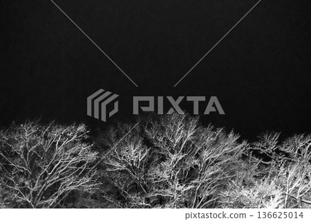 白雪皚皚的樹木在冬夜的映襯下閃閃發光 白雪皚皚的樹木在冬夜的映襯下閃閃發光 136625014