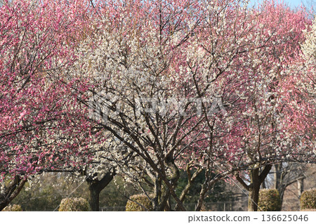 Landscape with plum blossoms Landscape with plum blossoms 136625046