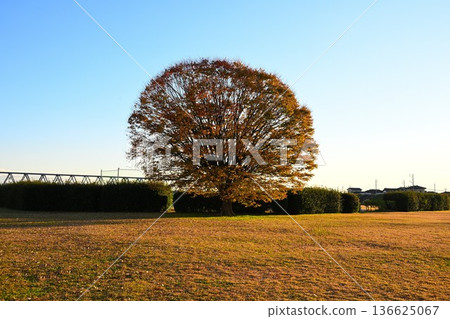 Autumn leaves spreading out under a blue sky at Agano River Park (Niigata City, Niigata Prefecture) Autumn leaves spreading out under a blue sky at Agano River Park (Niigata City, Niigata Prefecture) 136625067