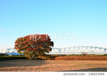 Autumn leaves spreading out under a blue sky at Agano River Park (Niigata City, Niigata Prefecture) Autumn leaves spreading out under a blue sky at Agano River Park (Niigata City, Niigata Prefecture) 136625068