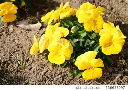 Pansy (Violaceae) Panora Yellow Pansy (Violaceae) Panora Yellow 136625097