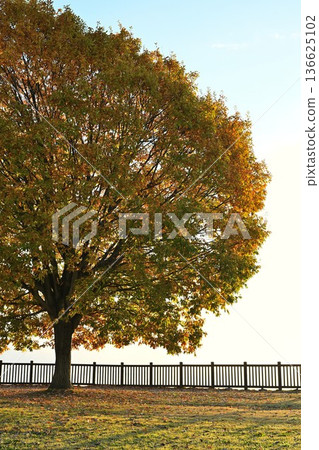 Morning mist and autumn leaves on the Yamamotoyama Plateau (Ojiya City, Niigata Prefecture) Morning mist and autumn leaves on the Yamamotoyama Plateau (Ojiya City, Niigata Prefecture) 136625102
