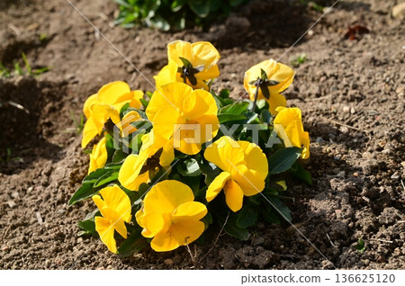 Pansy (Violaceae) Panora Yellow 136625120