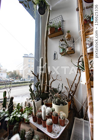 A variety of cacti and succulents are displayed in a shop window, creating a visually appealing arrangement 136625336