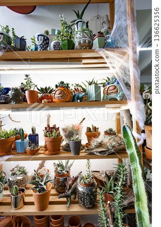 A variety of succulents and cacti are displayed on wooden shelves with decorative pottery and figurines 136625356