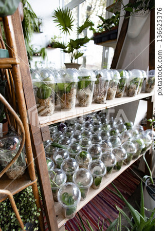 A wooden shelf displays numerous plants in clear plastic cups, showcasing a variety of propagation methods A wooden shelf displays numerous plants in clear plastic cups, showcasing a variety of propagation methods 136625376