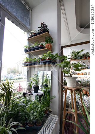 A variety of potted plants are displayed on shelves and tables near a large window, creating a vibrant indoor garden 136625384