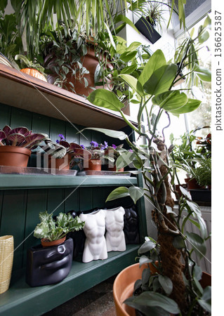 Various houseplants are displayed on a shelf, creating a vibrant and inviting indoor scene Various houseplants are displayed on a shelf, creating a vibrant and inviting indoor scene 136625387