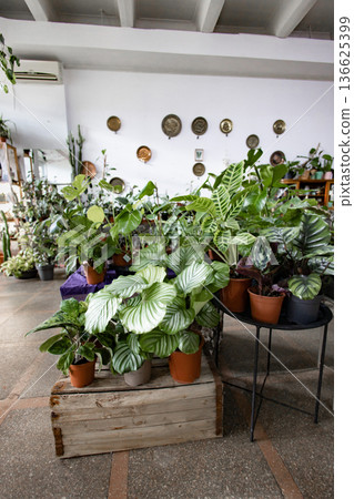 A variety of potted houseplants are arranged on display in a bright, inviting shop setting A variety of potted houseplants are arranged on display in a bright, inviting shop setting 136625399