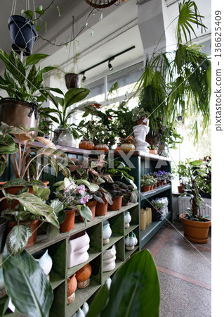 A variety of potted plants are displayed on shelves in a bright, airy greenhouse setting A variety of potted plants are displayed on shelves in a bright, airy greenhouse setting 136625409