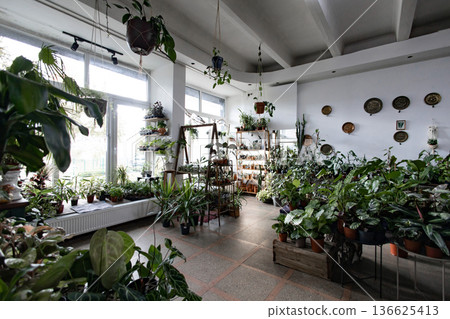 This bright and airy plant shop is filled with a wide variety of lush, green plants This bright and airy plant shop is filled with a wide variety of lush, green plants 136625413