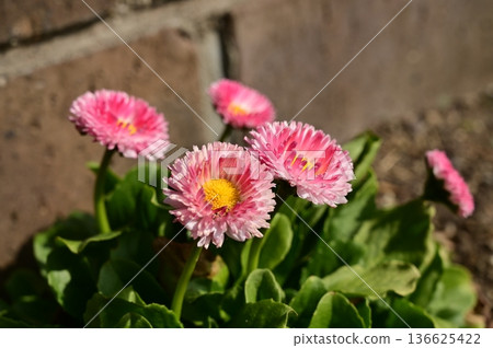 Daisy (Asteraceae) Daisy (Asteraceae) 136625422