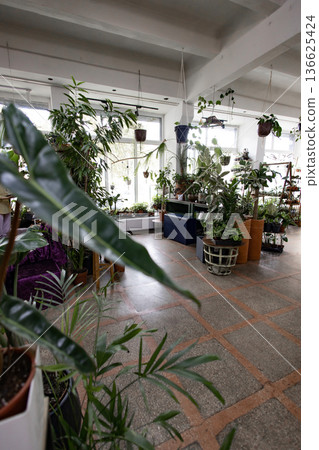 A variety of potted plants fill a bright room with large windows, creating a lush and inviting atmosphere A variety of potted plants fill a bright room with large windows, creating a lush and inviting atmosphere 136625424