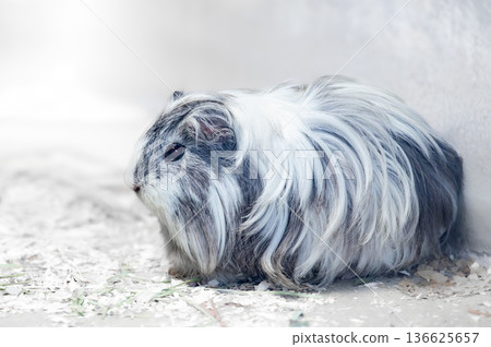 灰白相間的長毛豚鼠 136625657
