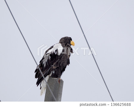 一隻虎頭海雕棲息在電線桿上 136625688