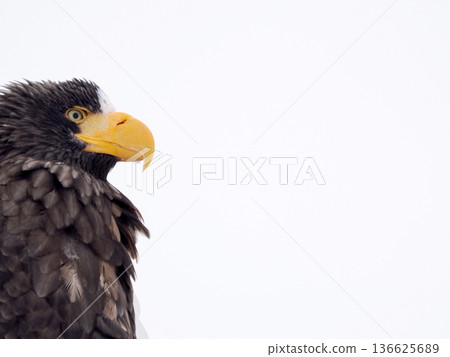一隻虎頭海雕棲息在電線桿上 136625689