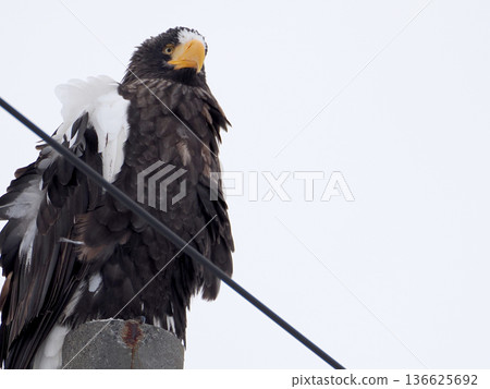 Steller's sea eagle perched on a telephone pole Steller's sea eagle perched on a telephone pole 136625692