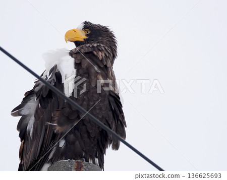 Steller's sea eagle perched on a telephone pole Steller's sea eagle perched on a telephone pole 136625693