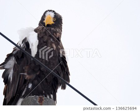 Steller's sea eagle perched on a telephone pole Steller's sea eagle perched on a telephone pole 136625694