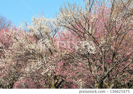 Landscape with plum blossoms Landscape with plum blossoms 136625875